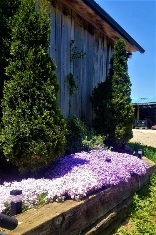 Purple phlox blooming beside a weathered barn wall framed by cedar trees at Sprucehaven Farm.