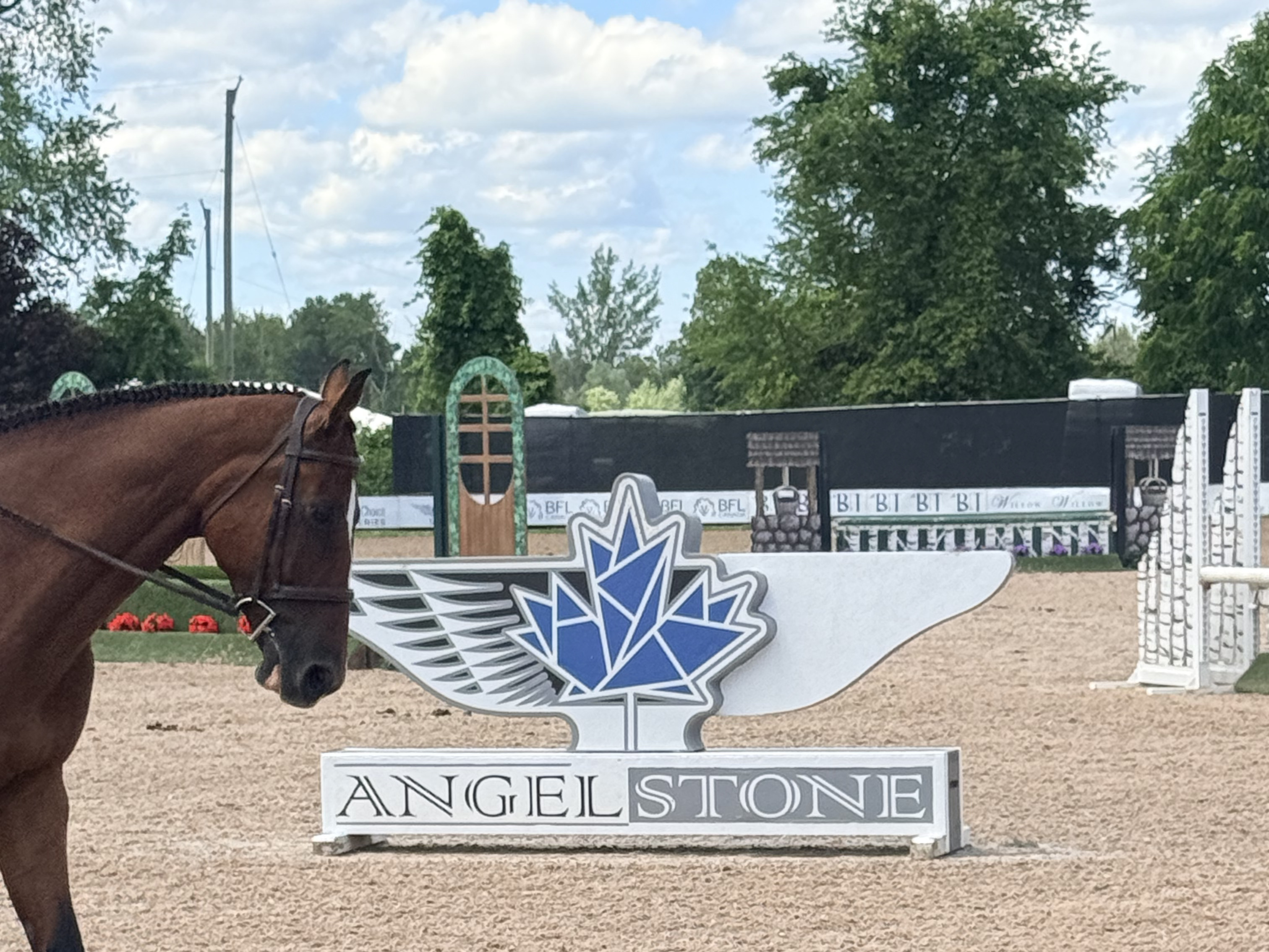 A bay horse standing in the Angel Stone show ring on a bright day