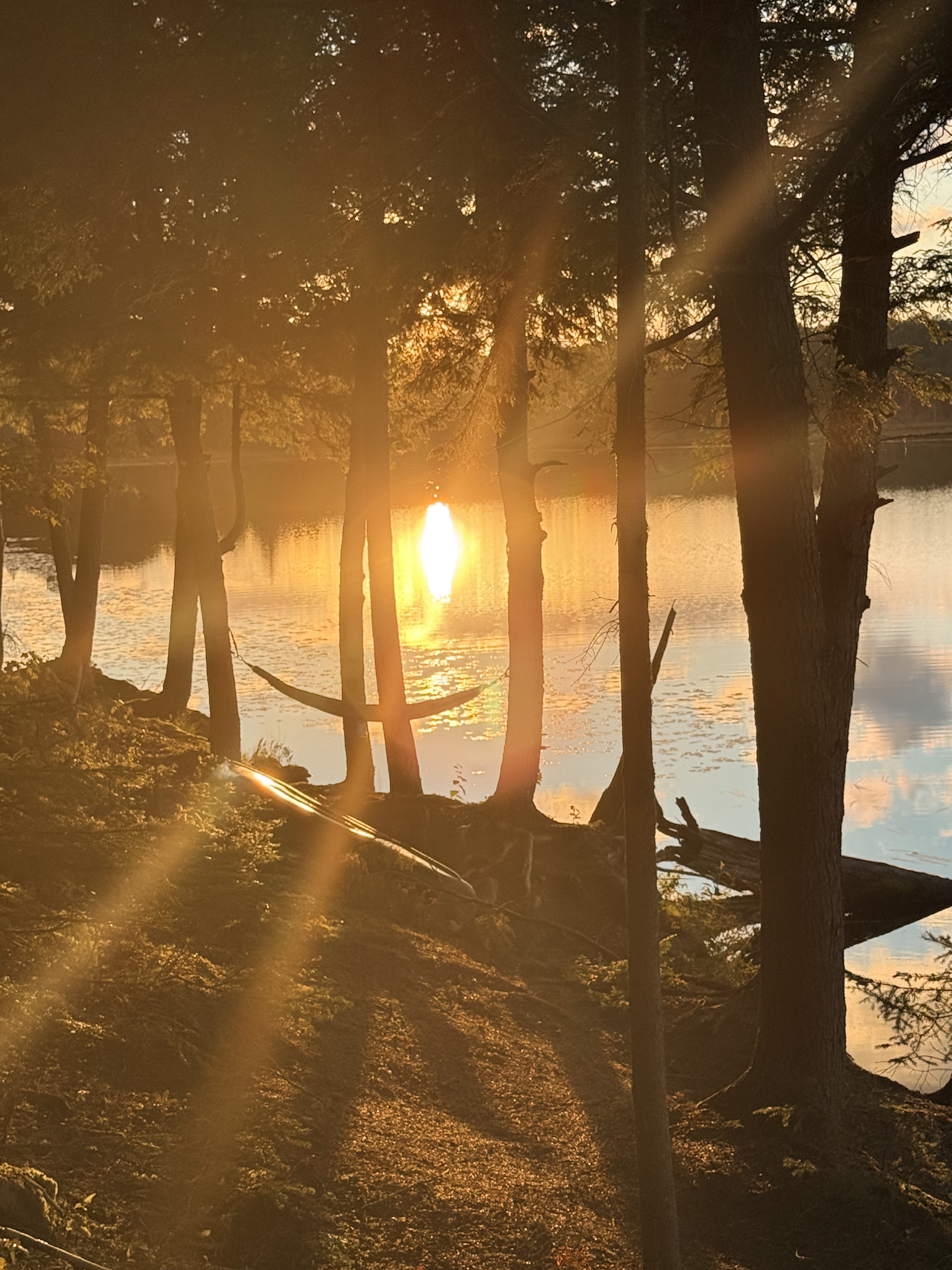Golden sunset light shining through trees onto calm water