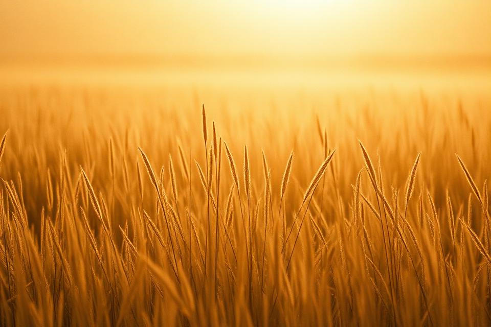 Sunrise light spilling across tall meadow grass