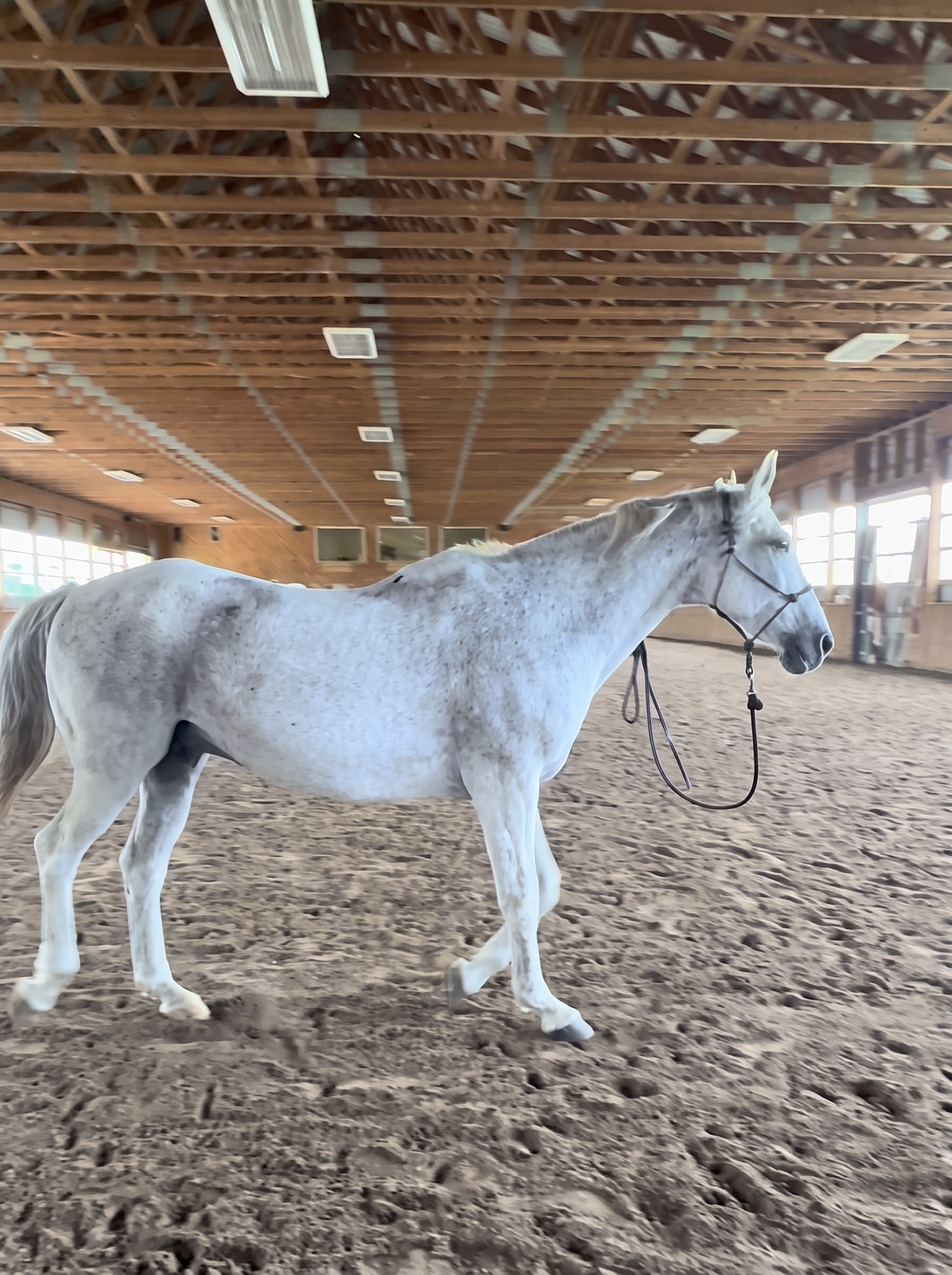 A light grey horse walking calmly through an indoor arena